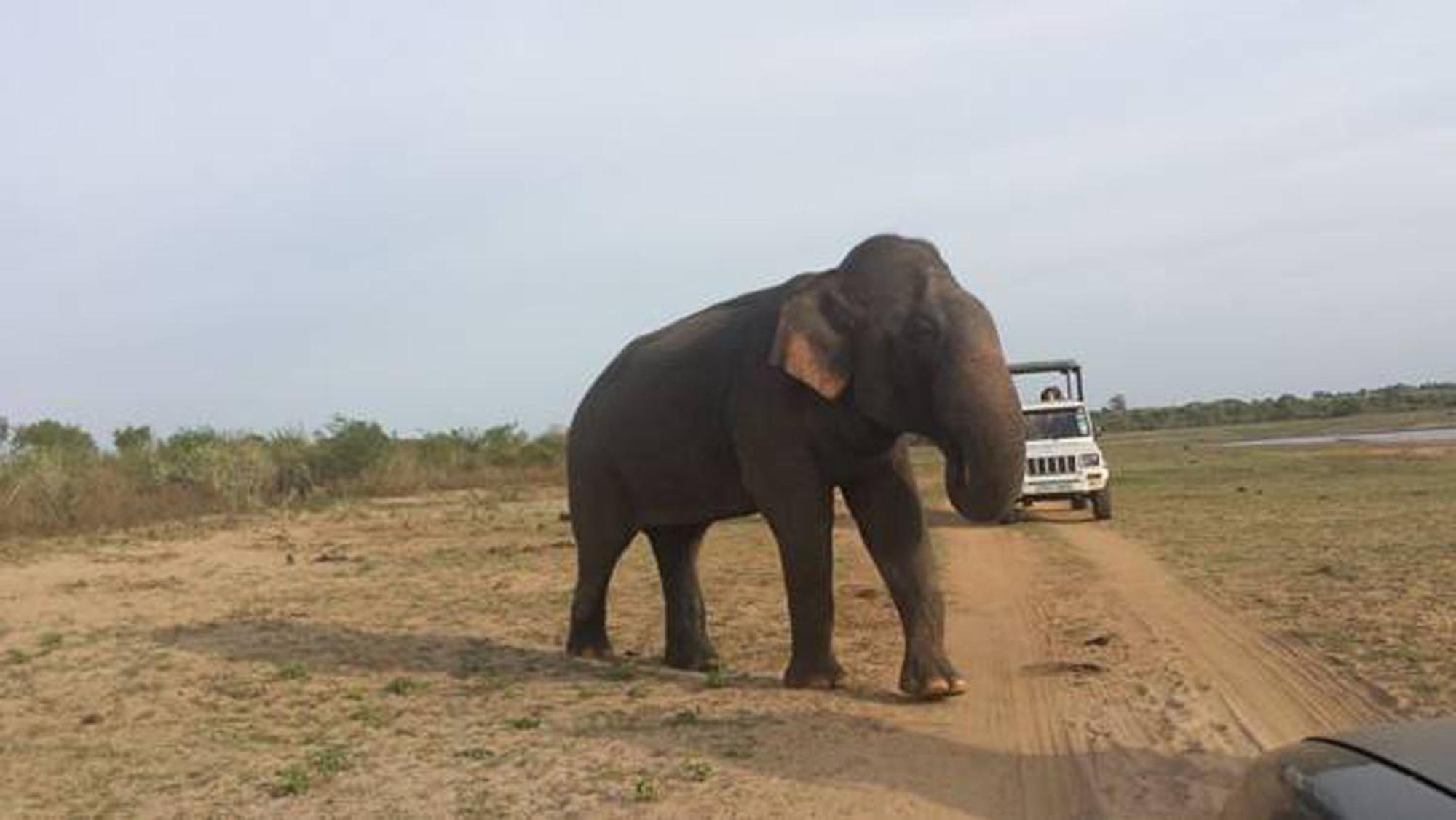 Bed and Breakfast Share Safari House Udawalawe Esterno foto